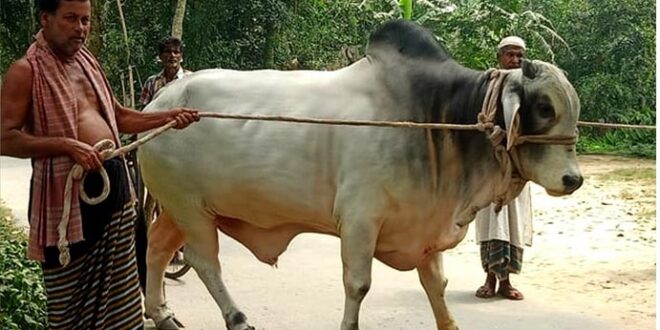 প্রধানমন্ত্রীকে কোরবানির গরু উপহার কৃষক দম্পতির