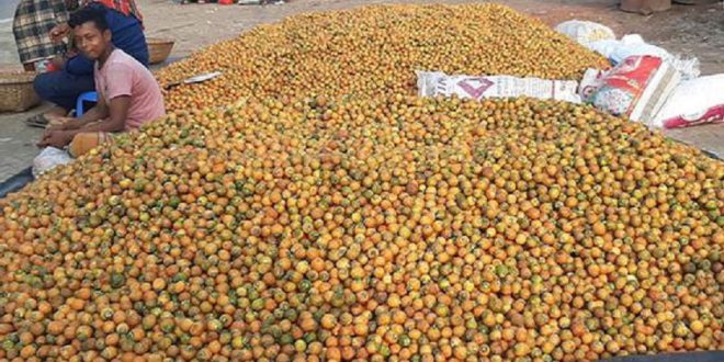 লক্ষ্মীপুরে ৩০ কোটি টাকা ছাড়াবে সুপারির ফলন