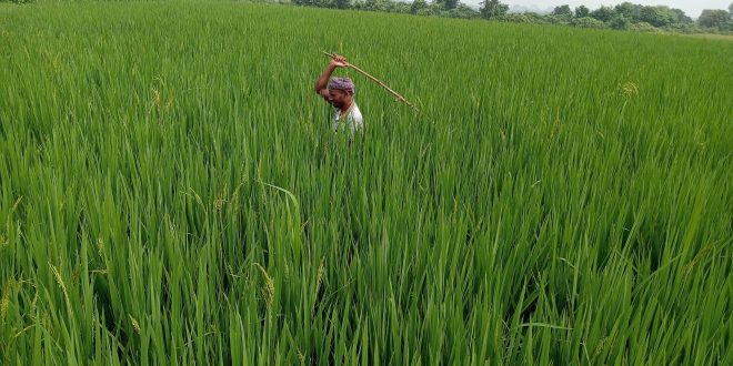 রাজশাহীর বরেন্দ্র অঞ্চলে  ইঁদুরের অত্যাচারে অতিষ্ঠ হয়ে উঠেছে এলাকার কৃষকরা