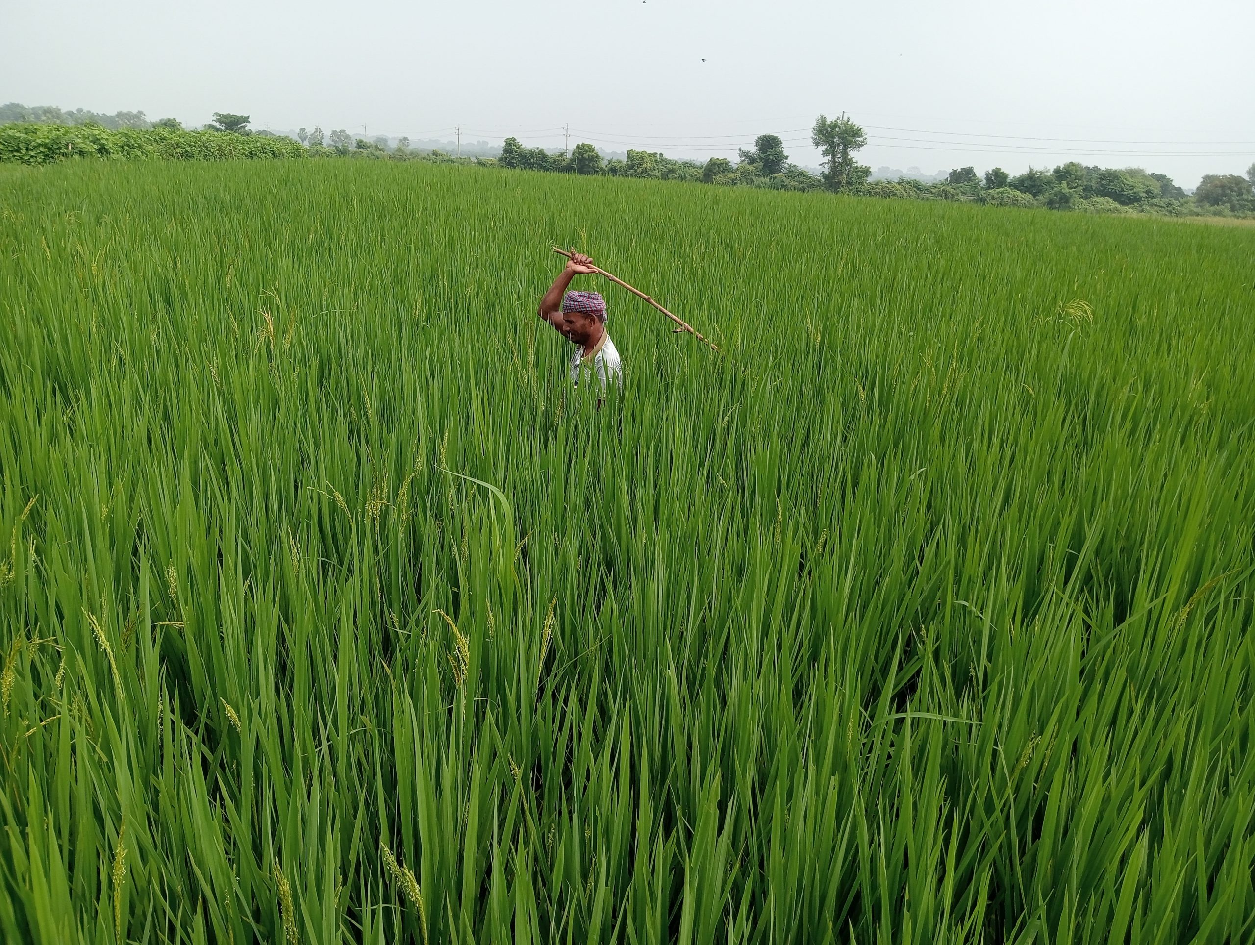 রাজশাহীর বরেন্দ্র অঞ্চলে  ইঁদুরের অত্যাচারে অতিষ্ঠ হয়ে উঠেছে এলাকার কৃষকরা