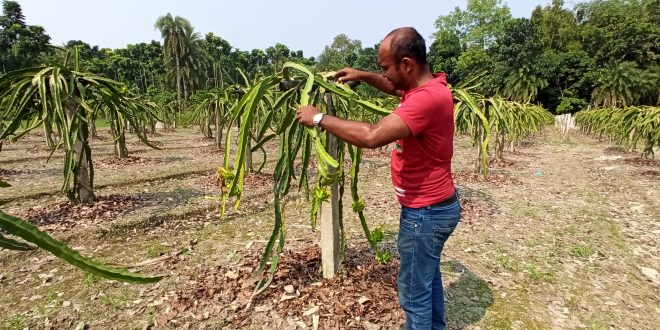 তরুণ উদ্যোক্তার ৬০০ ড্রাগন গাছ কর্তন, মেম্বারের দুই ছেলেকে ফাঁসানোর চেষ্টা !