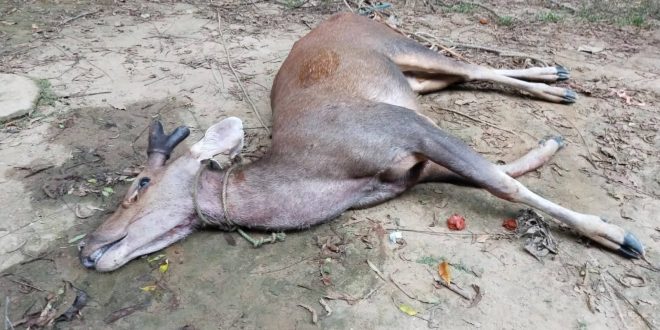 উদ্ধারের ২ঘন্টার মধ্যে মারা গেলো সাম্বার হরিণ