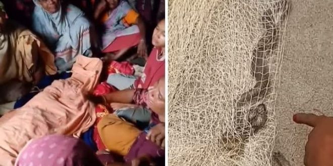রৌমারীতে বিষাক্ত সাপের কামড়ে নারীর মৃত্যু