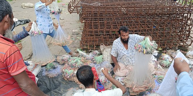 বর্ষা শুরুর আগেই অবৈধ কারেন্ট জালের রমরমা বেচাকেনা