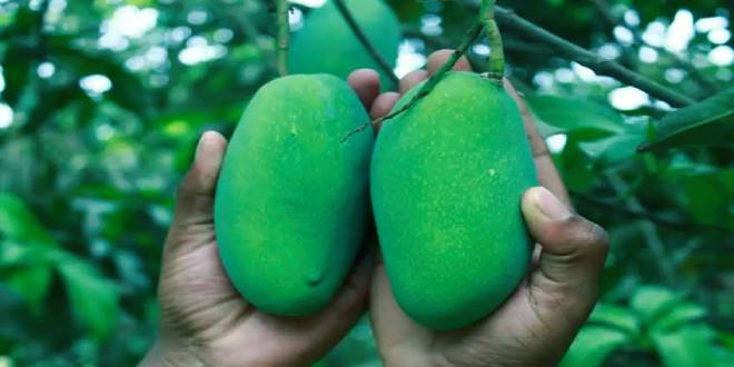 জিআই পণ্যের নিবন্ধন পেলো নাক ফজলি