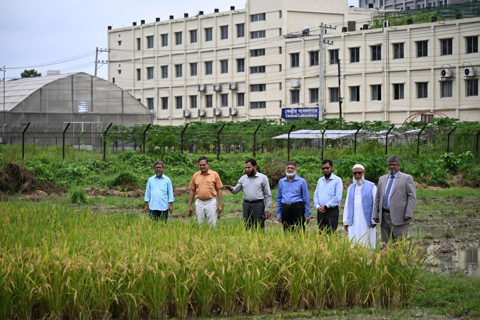 গাকৃবিতে স্বল্পমেয়াদী ও উচ্চ ফলনশীল চিকন ধানের জাত ‘জিএইউ ধান ৪’ উদ্ভাবন