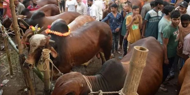 ঈদুল আজহায় দেশজুড়ে ৩৬০০ পশুর হাট, রাজধানীতে ২৭টি প্রস্তুত