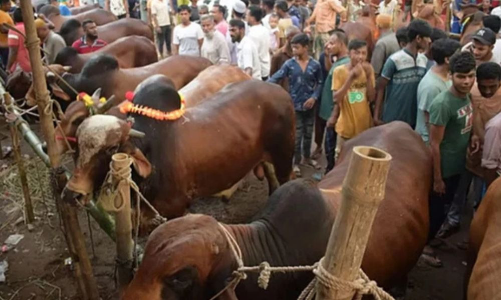ঈদুল আজহায় দেশজুড়ে ৩৬০০ পশুর হাট, রাজধানীতে ২৭টি প্রস্তুত