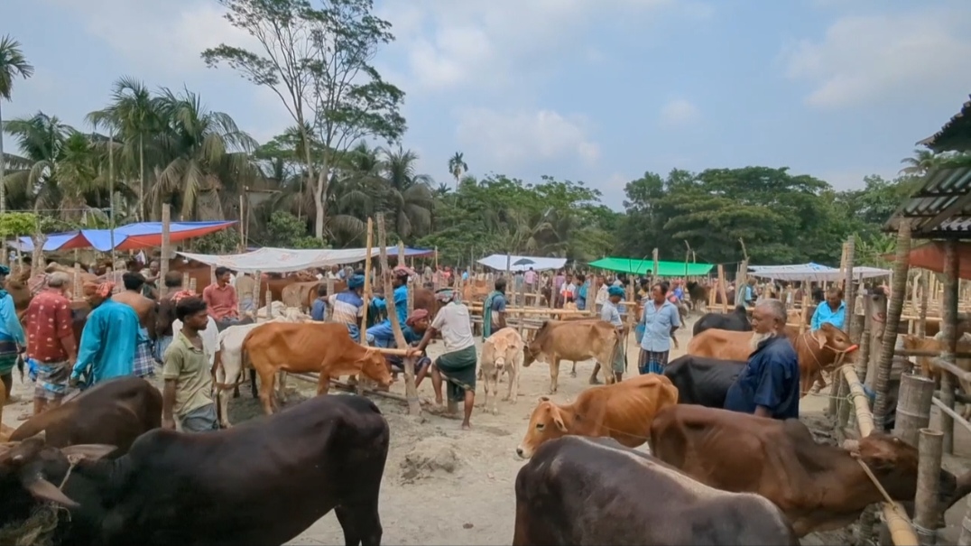 রায়পুর মোল্লার হাটে প্রশাসনের তত্ত্বাবধানে স্বচ্ছতা ফিরছে, বাড়ছে আস্থার পরিবেশ