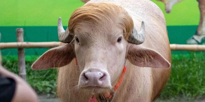 বাংলাদেশের ‘ডোনাল্ড ট্রাম্প’কে নিয়ে আসল ট্রাম্পকে খোঁচা দিল ইরান