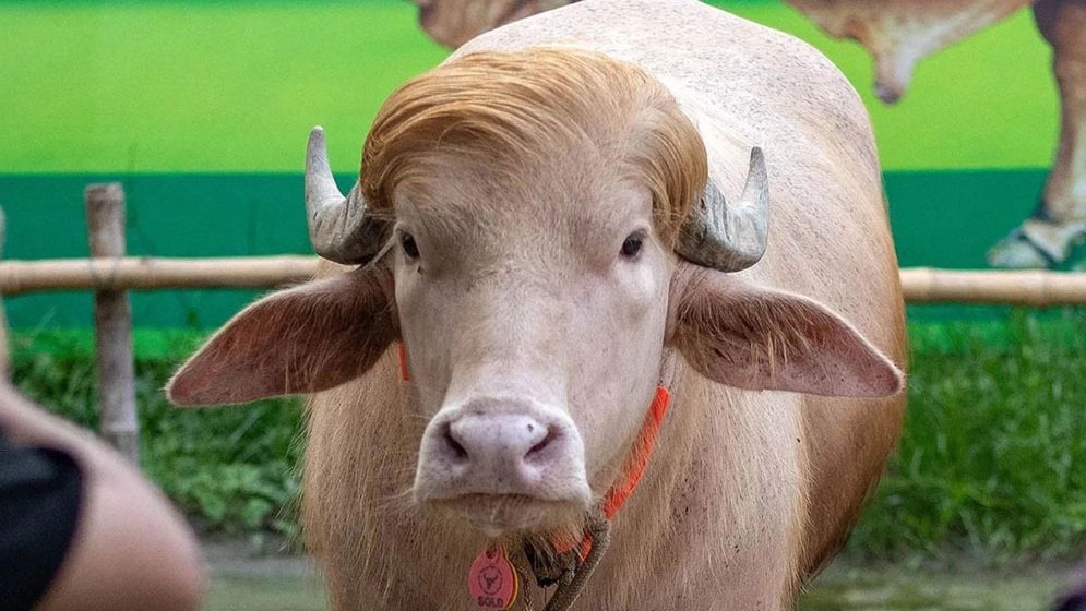 বাংলাদেশের ‘ডোনাল্ড ট্রাম্প’কে নিয়ে আসল ট্রাম্পকে খোঁচা দিল ইরান