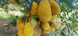 চীন কেন বাংলাদেশ থেকে কাঁঠাল নিতে চায়?
