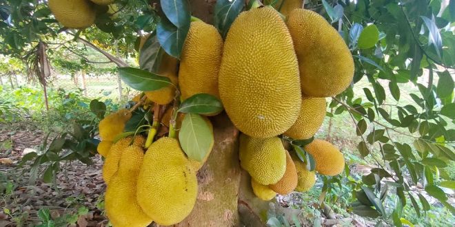 চীন কেন বাংলাদেশ থেকে কাঁঠাল নিতে চায়?