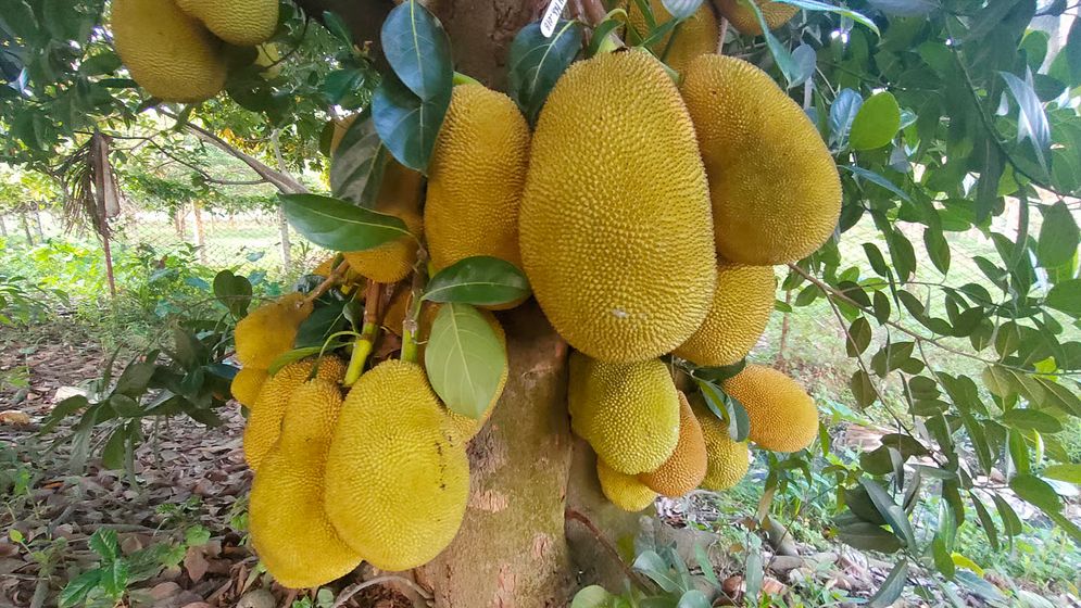 চীন কেন বাংলাদেশ থেকে কাঁঠাল নিতে চায়?