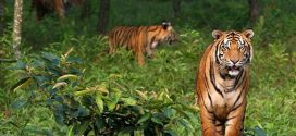 বিশ্ব বাঘ দিবস আজ