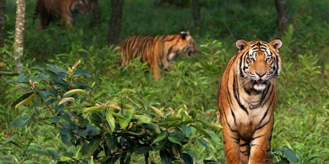 বিশ্ব বাঘ দিবস আজ
